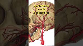 🩸Carótida externa colaterales Completo ⬆️⬆️ anatomia anatomía irrigacion [upl. by Asimaj]