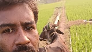 vimala suresh agri🌾 சண்டே எப்படி போகுது வாங்க பேசலாம் is live [upl. by Stew358]