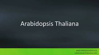 Pronunciation of the words quotArabidopsis Thalianaquot [upl. by Uis435]