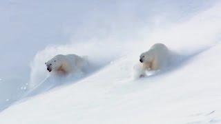 Adult Polar Bears Flirting with Each Other  Animal Attraction  BBC Earth [upl. by Lledal17]