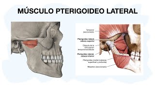 MÚSCULO PTERIGOIDEO LATERAL  EXTERNO ✅ Anatomía [upl. by Randie]