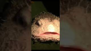 saveblobfish blobfish makethisgoviral fishing4life fishing trending [upl. by Sigismondo603]