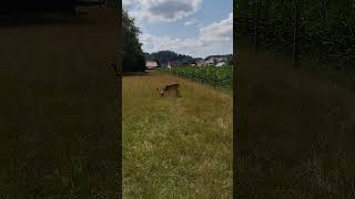 BEAUTIFUL wild DEER GERMANY BAVARIA BADENWÜRTTEMBERG SUMMER OF 2024 germanybeautifulbayern [upl. by Nalac]