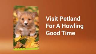 Fall Into Puppy Love At Petland Racine [upl. by Yeleak]