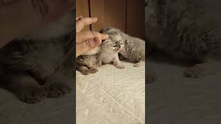 My cute kitten chill kitten cat catlover catshark cats kucinglucu catvideos [upl. by Odnam542]