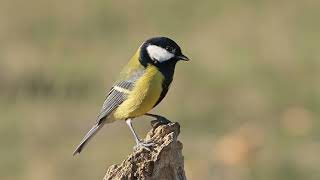 Great tit bird singing song nature [upl. by Airdnaid]