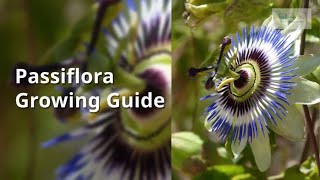 Passiflora Growing Guide Passion flower and fruit by GardenersHQ [upl. by Neiluj]