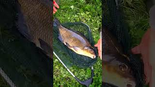 BIG bream 🐠 on worm 🐛 [upl. by Race]