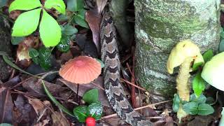 Newborn Canebrake Rattlesnake [upl. by Anerak]