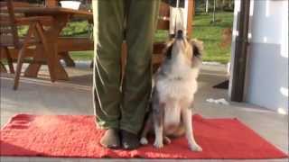 Shetland sheepdog Inja TRICKS [upl. by Fagan406]