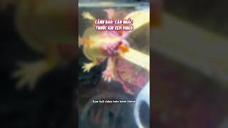 Lý do Axolotl ra đi😢 cácảnh pets aquarium axolotl [upl. by Jaf]