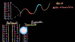 Replicación del ADN transcripción y traducción del ARN  Biología  Khan Academy en Español [upl. by Kalinda]