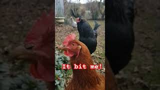 Chicken Attack Too Close for Comfort 🐔 shorts farming chicken rooster [upl. by Azilem192]