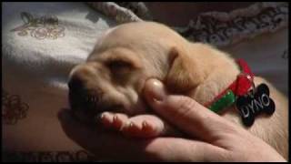 Boy flushes dirty puppy down toilet [upl. by Klehm]