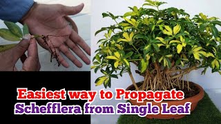 Easiest way to Propagate Schefflera from single leaf  how to propagate Schefflera from cuttings [upl. by Kered]