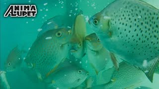 Feeding Rabbit Fish  Samaral o Malaga  Underwater Shot by AKASO BRAVE 7 LE ACTION CAM [upl. by Losyram67]