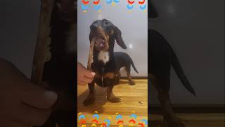 Puppy’s Ultimate Bone Snack Shorts Shortvideo Viral Viralvideo Short [upl. by Verner]