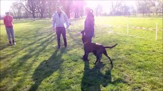 Avis Pucharowe Zawody Obedience Wrocław 02042017 [upl. by Ofori]