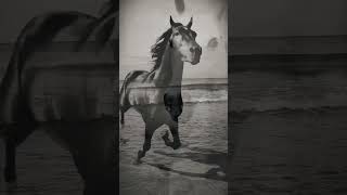 horses horse equestrian shortvideo youtubeshorts shortsfeed shorts short relaxing [upl. by Devona203]