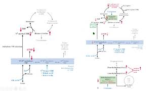 cobalamin vitamin B12 folate folato biochemistry bioquímica médica [upl. by Orrin]