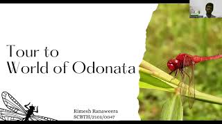 Tour to World of Odonata [upl. by Nyahs]