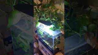 Low Tech Nano 25 Gallon Update aquarium [upl. by Goat]