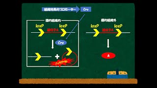 CreloxPシステムによる遺伝子の組織特異的発現とノックアウト [upl. by Savanna725]