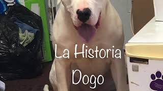 Dogo Argentino FAQ and some extra from the biggest breeding kennel the United States of America [upl. by Aleka]