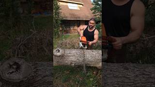 Stihl MS391 Devouring Post Oak stihl chainsaw forestry powertools husqvarna firewood [upl. by Yrocaj]