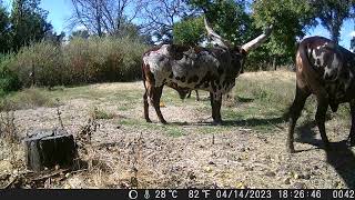 Watusi looking for treats [upl. by Ahsekram]