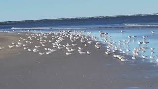 Seagulls at Talbot Beach North Florida [upl. by Ela]