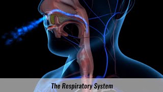 The Human Respiratory System Explained [upl. by Hoxsie]