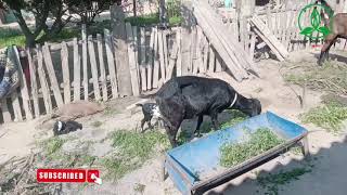 goat farming deworming bakrifarming goatfarmingkarnekatarika rampurrajafarming [upl. by Cleon152]