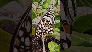 Discover a life stage of a butterfly [upl. by Idou]