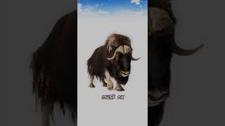 Musk oxsubscribe animals viralshort shortvideo [upl. by Nylahsoj131]