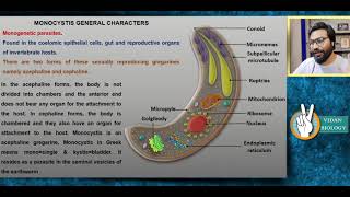 Monocystis  With Life cycle [upl. by Yoreel]