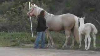 2008 Cremello TWH colt by Steppin Straight 2DaMax [upl. by Calvinna]