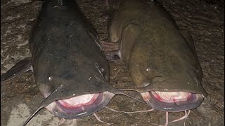 Night Fishing Iowa Dam For Big Catfish [upl. by Niwri]