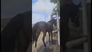 Mi segundo caballo retinto [upl. by Eisac353]