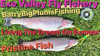 Exe Valley Fly Fishery  Dulverton EXMOOR  Autumn 2024 2 Fish Ticket [upl. by Aw]