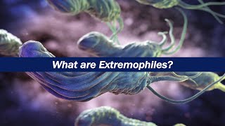 What are Extremophiles [upl. by Herbert450]