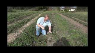 How to Grow Strawberries  Transplanting Strawberries Part 1 [upl. by Neehsar436]