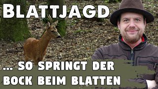 Blattjagd auf den Rehbock So springt der Bock aufs Blatt  Ausrüstung Strategie und Vorgehensweise [upl. by Aneehta951]