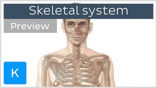 Skeletal system axial and appendicular skeletons preview  Human Anatomy  Kenhub [upl. by Peg]