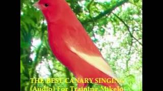 THE BEST CANARY SINGING Audio For Training  Serinus canaria [upl. by Aniahs]