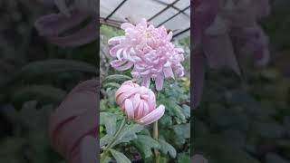 Guldawrai flower plant ☘️🌸 flowerplant garden gardenflowerplants viralvideo please support me 🙏🥰 [upl. by Aniaj]