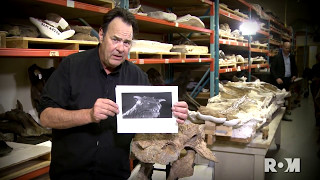 Dan Aykroyd introduces Zuul crurivastator [upl. by Lissie]