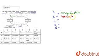 The given below figure shows a generalized life cycle of a fungus The suitable terms for ABC [upl. by Gilges]