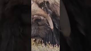 The strength of the musk ox AnimalsCuteAnimalsPetsofInstagramAnimalLoversWildlifeAnimalVideos [upl. by Nayb]