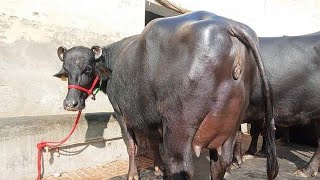 4 Murrah Buffalo for sale ।। 15 लीटर से पल्स वाली फूल ऊंची ठाडी भैंसे।। murrah [upl. by Yert]